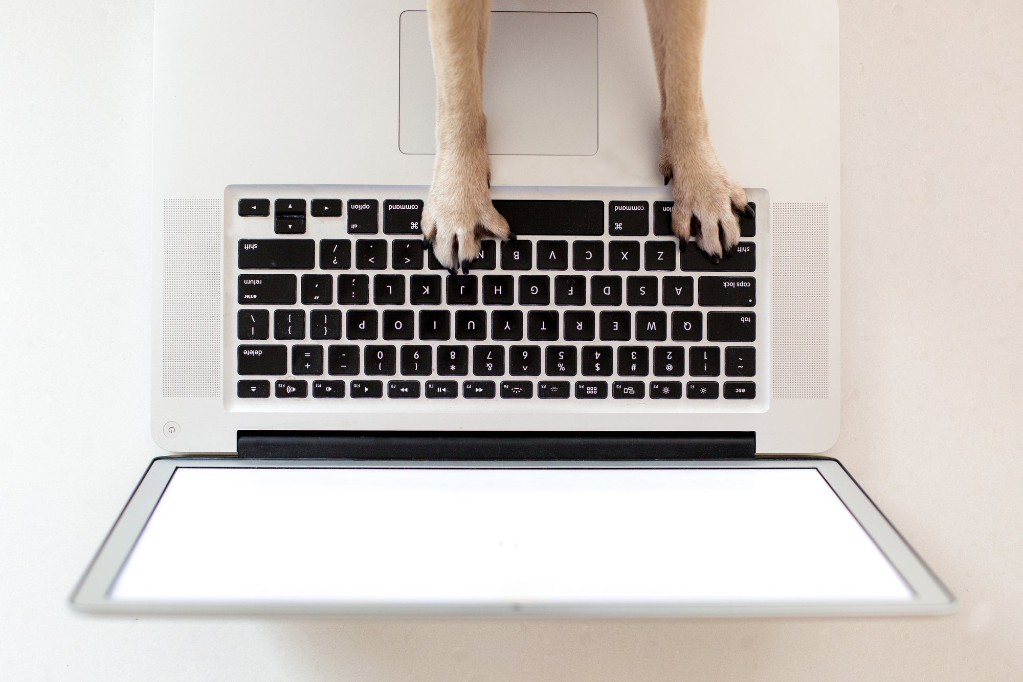 Dog paws on the keyboard of a white laptop from a bird's eye view